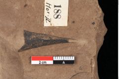 Foto (Detailansicht) von Glyptostrobus ungeri Heer (NHMW-GEO-2024-0188-0188)